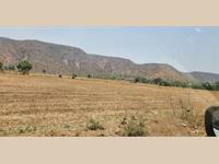 Agriculture land 35 Bigha naugaon