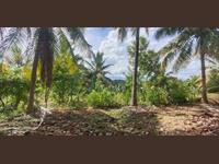 coconut farm is available for sale near Karamadai