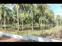 coconut farm for sale near Anamalai