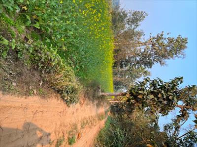 Agricultural Land for sale in Raitha Road area, Lucknow