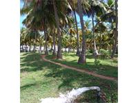 coconut farm