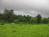 Agricultural Plot / Land for sale in Indapur, Raigad