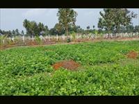 Agriculture land for sale in Acahrapakkam Chennai