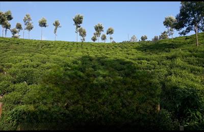 Residential Land for sale in Kotagiri, Ooty