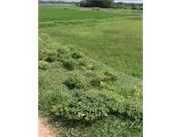 Residential Plot / Land for sale in Balianta, Bhubaneswar