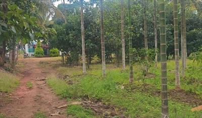 Agricultural Land for sale in Kanakapura Road area, Bangalore