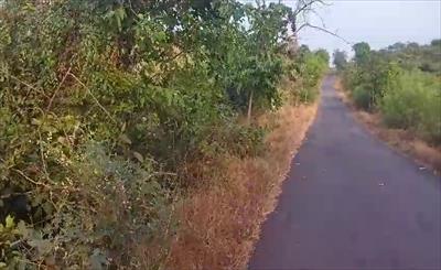 Agricultural Land for sale in Mangaon, Raigad