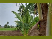 Agricultural Plot / Land for sale in Achurapakkam, Chennai