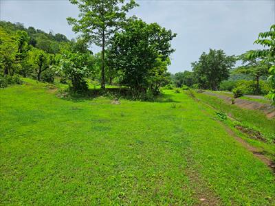 Agricultural Land for sale in Mangaon, Raigad