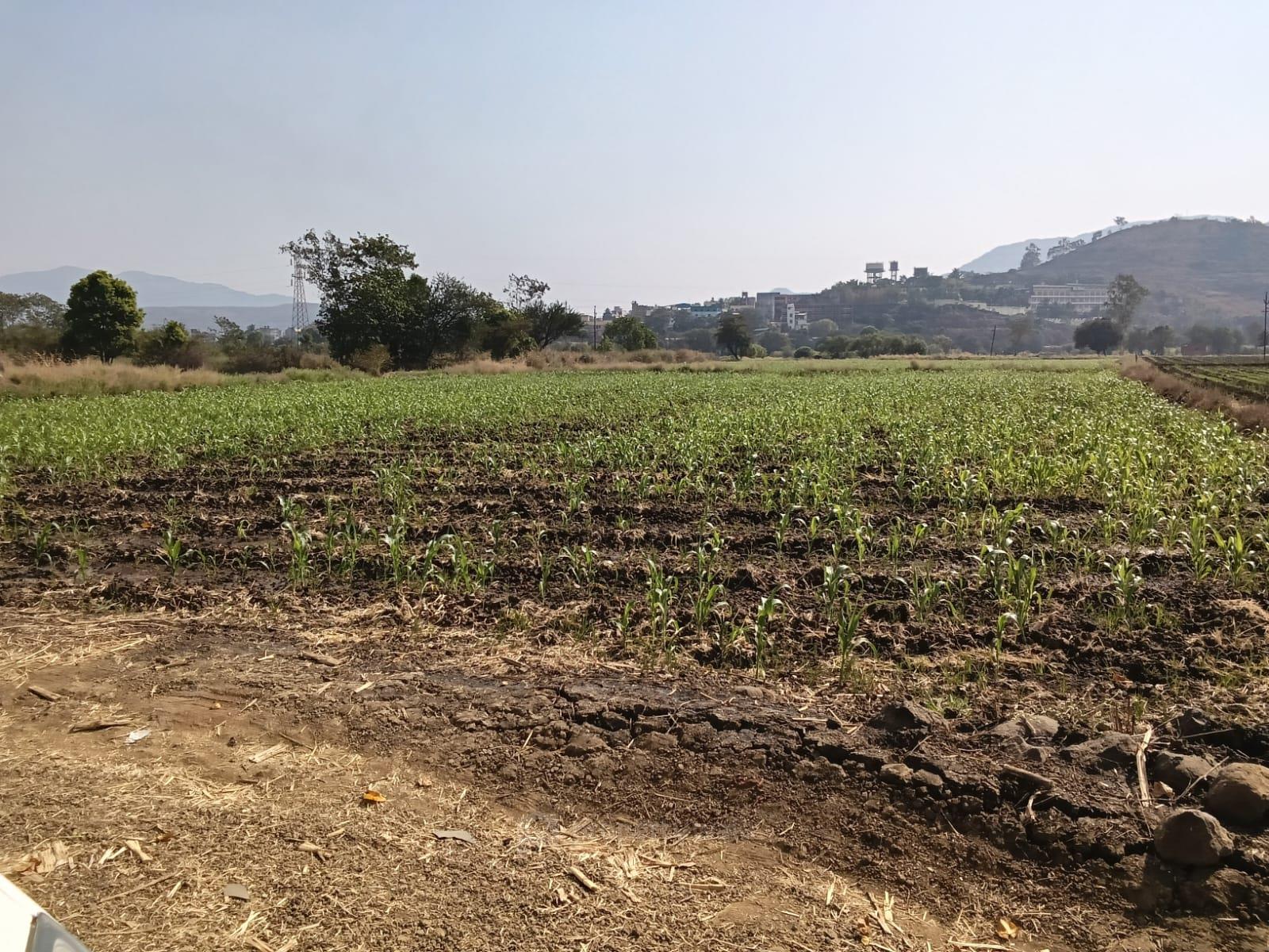 plot view