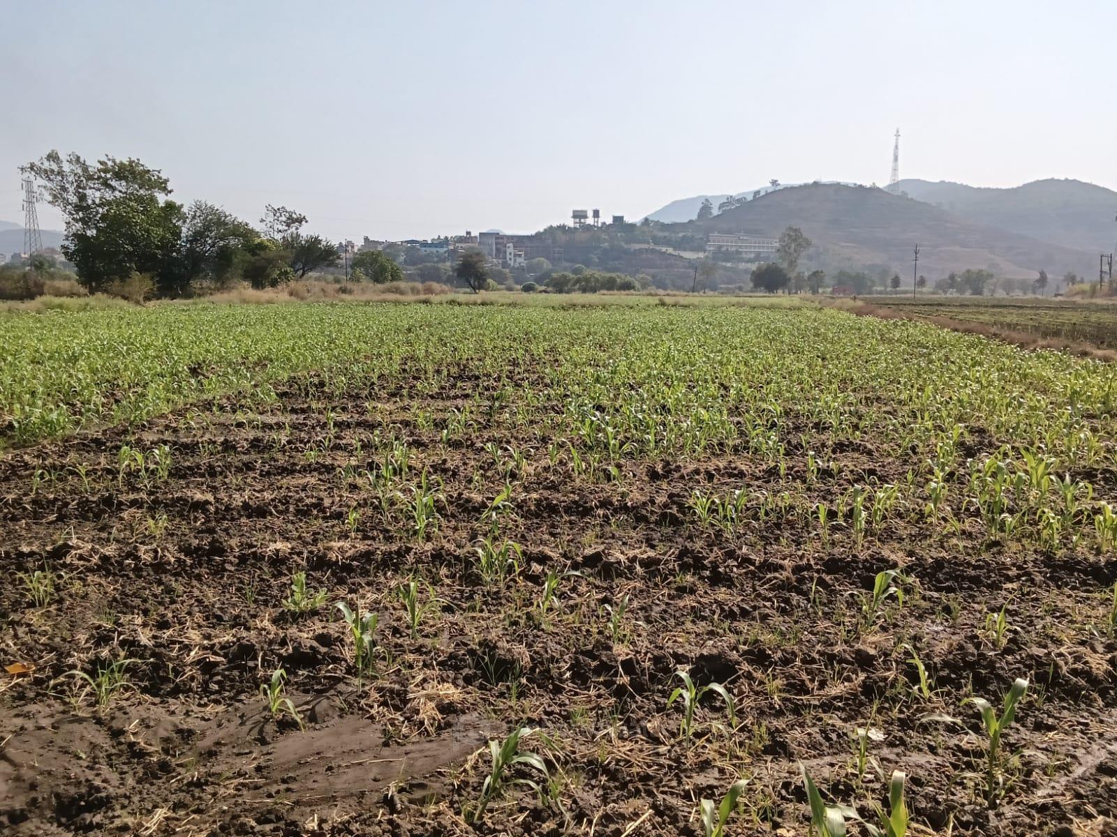 plot view