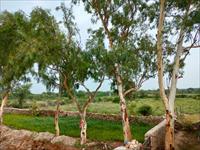 Institutional Plot / Land for sale in Dabok, Udaipur