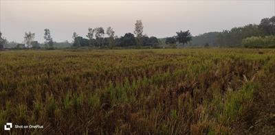 Agricultural Land for sale in Dhauj, Faridabad