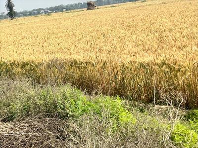 Agricultural Land for sale in Bijapur, Faridabad