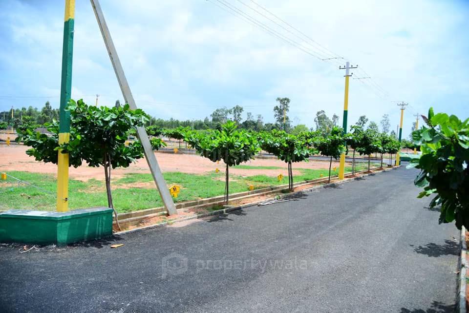 plots view