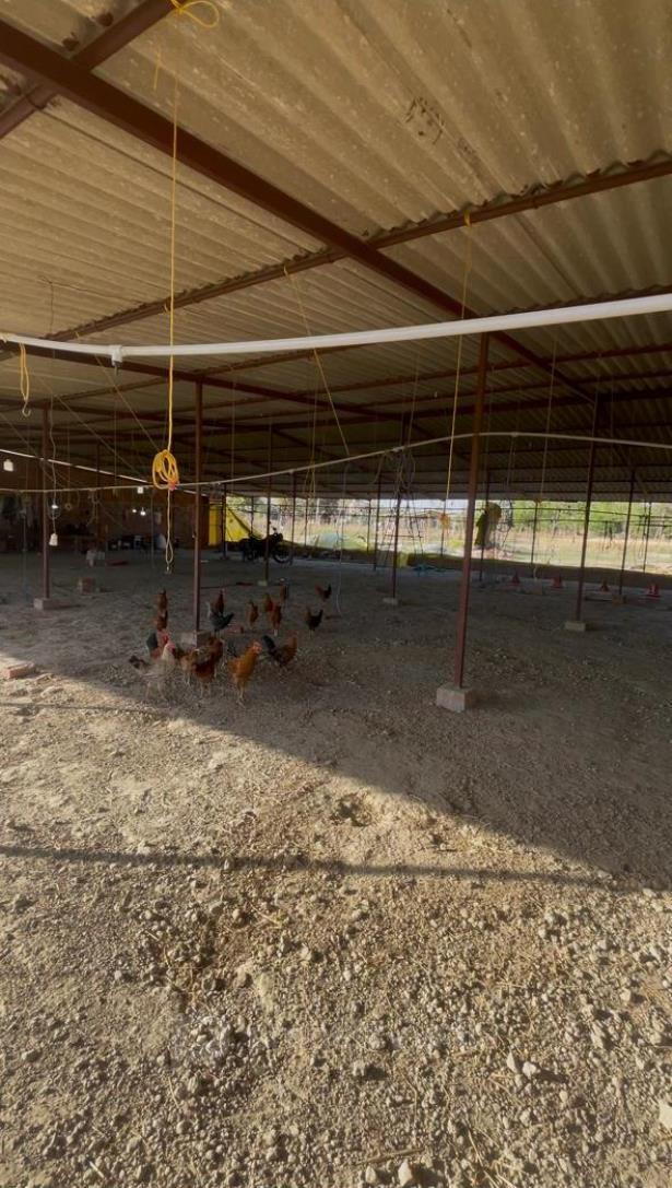 Poultry Farm Inside View