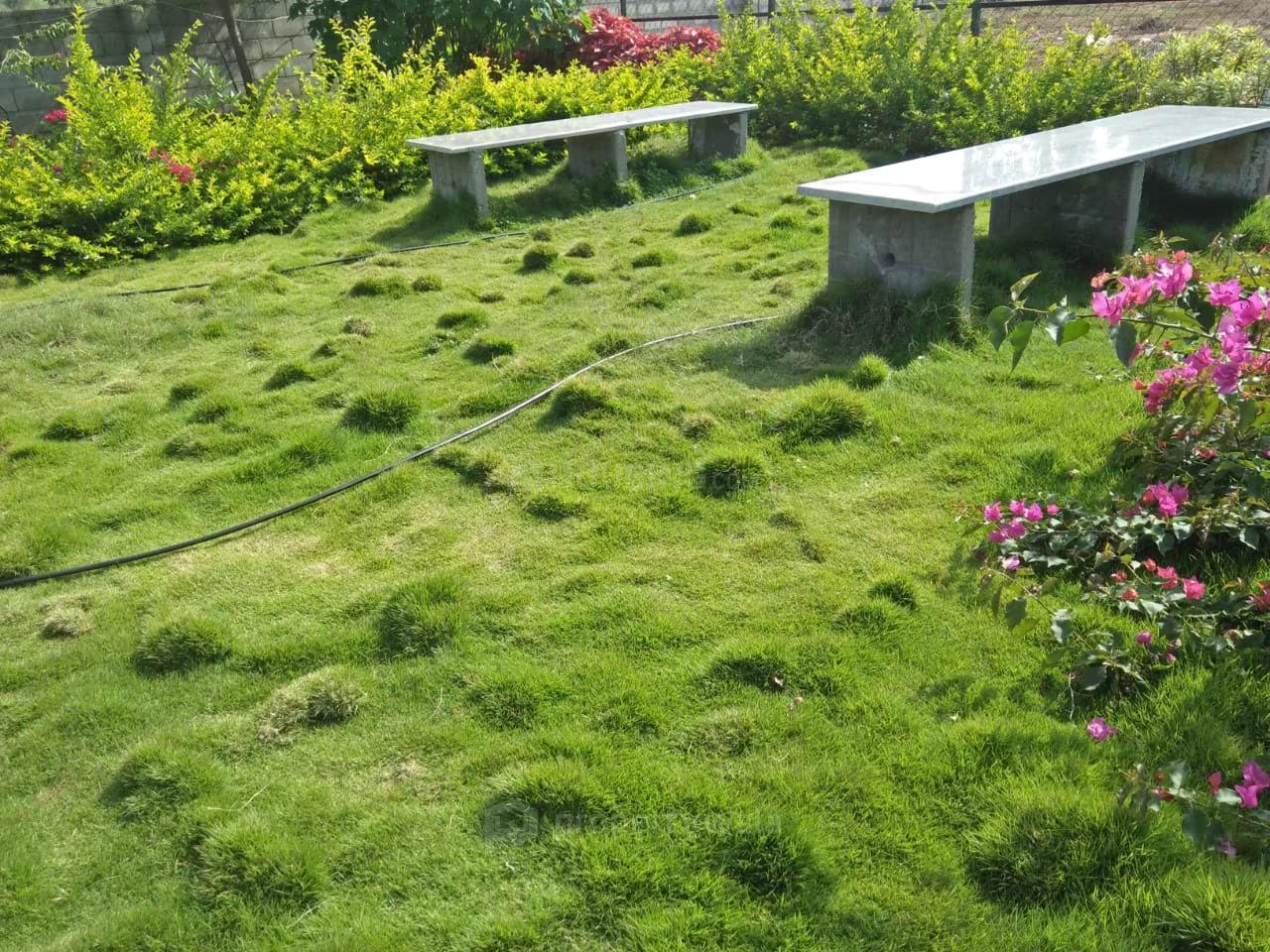 plots view