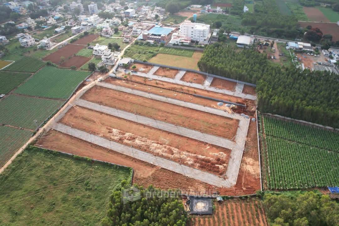 Project - Plot View