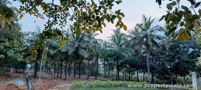 Project - Plot View