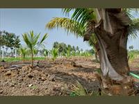 Agricultural Plot / Land for sale in Tindivanam, Villupuram