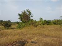 Agricultural Plot / Land for sale in Tokawade, Thane
