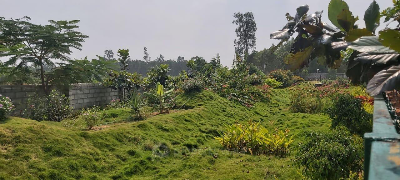 plot view