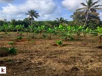 large Plot for Sale, 80 Cents at Thiruvalla