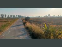 6.62 acre farm land (Fertile land) agriculture,near Adampur , Jalandhar