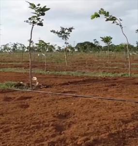 Agricultural Land for sale in Nanguneri, Tirunelveli