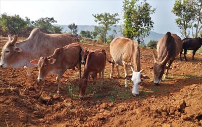 Agricultural Land for sale in Bhor, Pune
