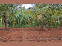 32 ACRE-COCONUT FARM