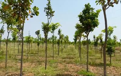 Agricultural Land for sale in Maduranthakam, Chennai