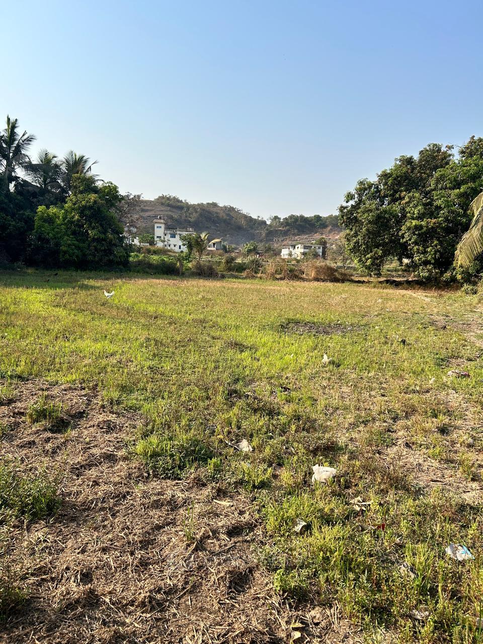 PLOT VIEW