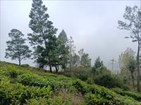 Tea Estate in Bengalmattam, Nilgiris