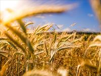 Agricultural Land for sale in Sohna Road area, Palwal