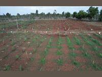 Agricultural plot sale in Bangalore