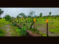 Resale NA Plot 4475 sq feet sale on Murbad Karjat Highway near Mhasa Mumbai