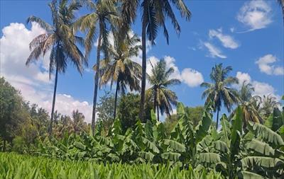 Agricultural Land for sale in Mysore Road area, Bangalore
