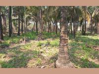 Agricultural Plot / Land for sale in Kihim, Alibag
