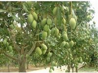Mango Farm - Mancholai