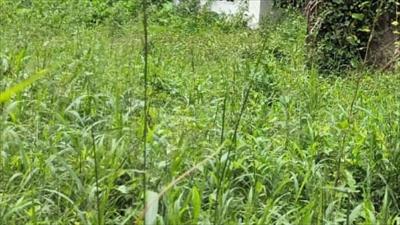Residential Land for sale in Chilavannur, Kochi