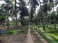 coconut farm for sale near Kinathukadavu.