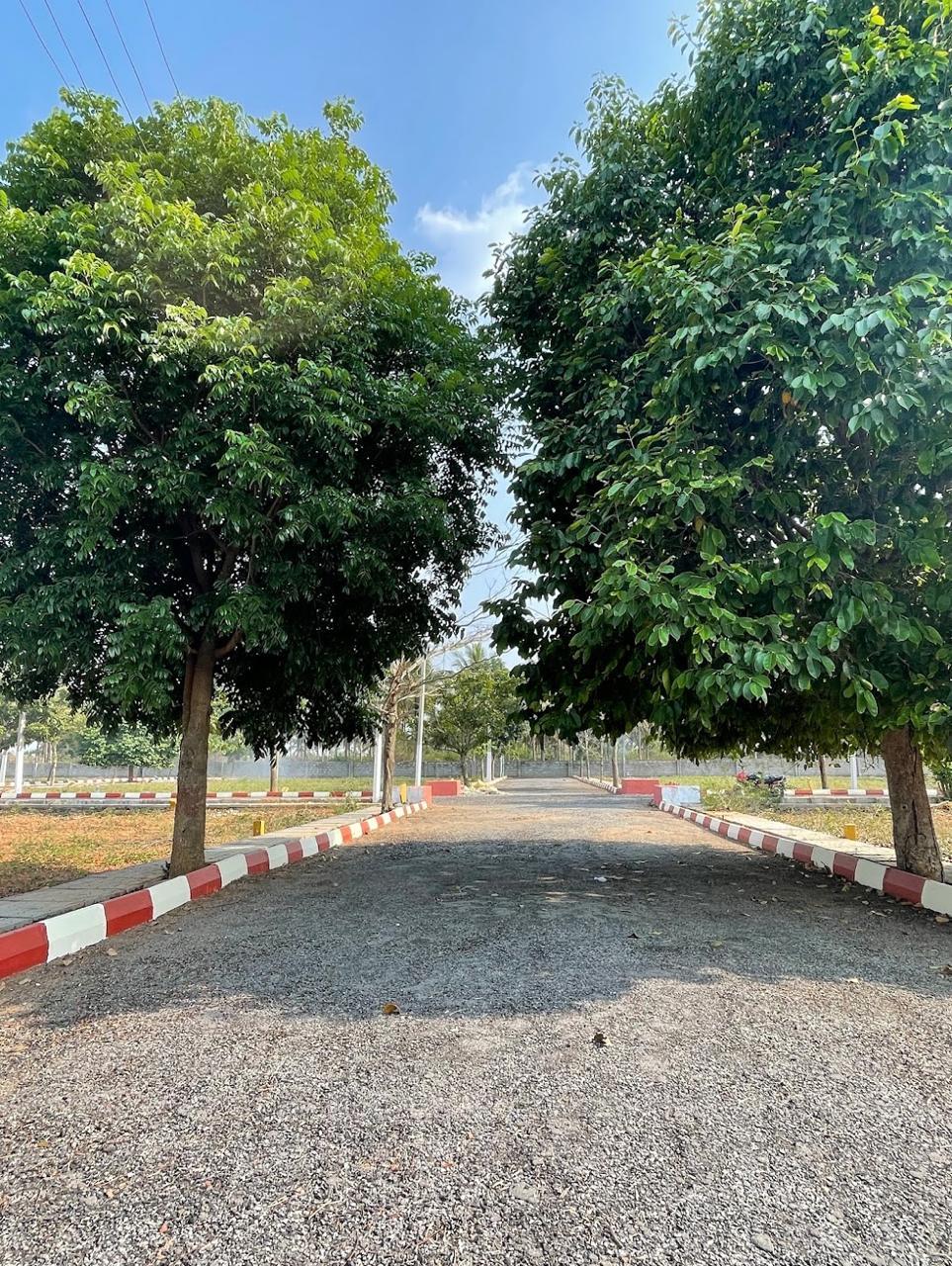 plot view